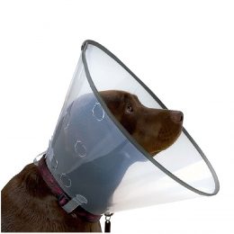 Smart Collar